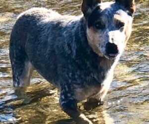 Rest easy Max, thank you for your service